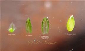  Parts of spikelet